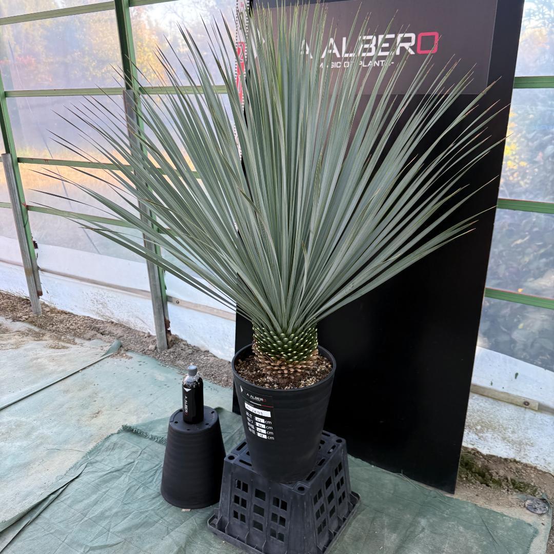 【AL1079】ユッカ　LA ALBERO　ランチョブルー　数量限定販売