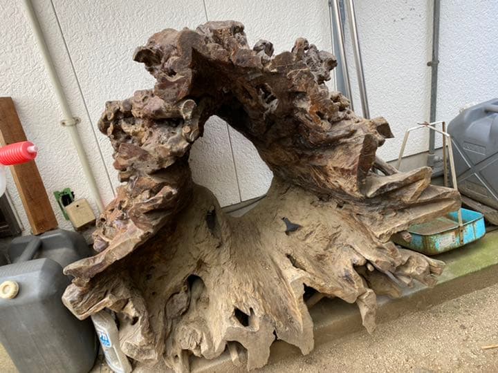 樫の木の切り株