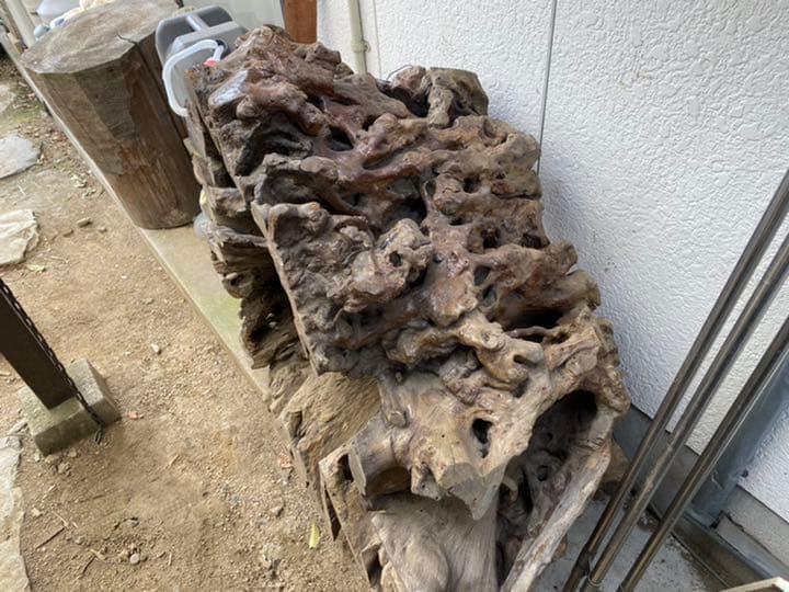 樫の木の切り株