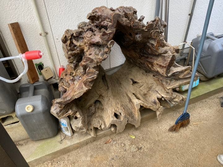 樫の木の切り株