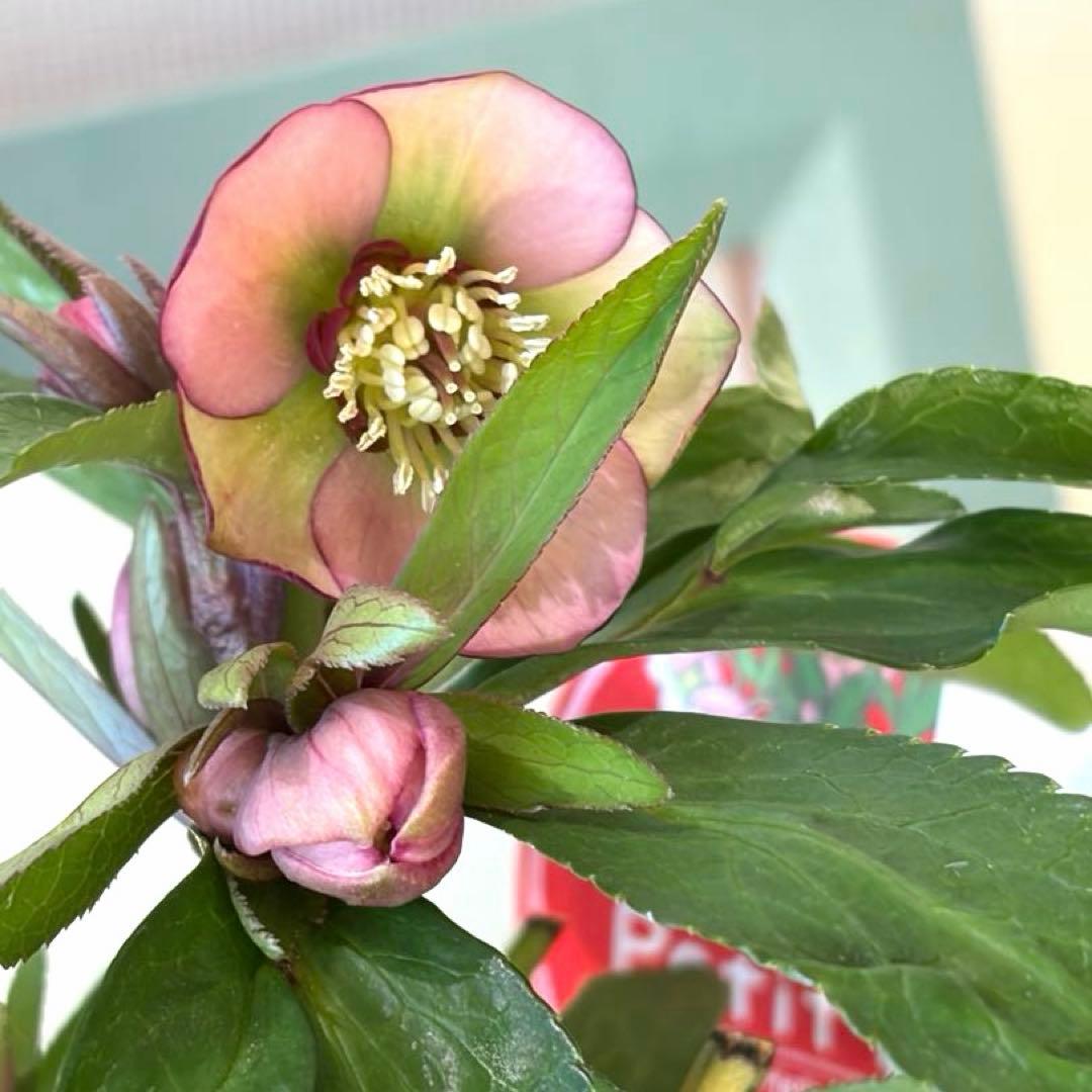 【横山園芸】クリスマスローズ ベビードール《1/5》