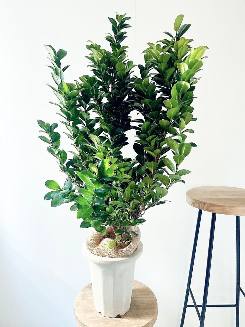 希少 ガジュマル ベビーリーフ 7号鉢 観葉植物 calm cafe