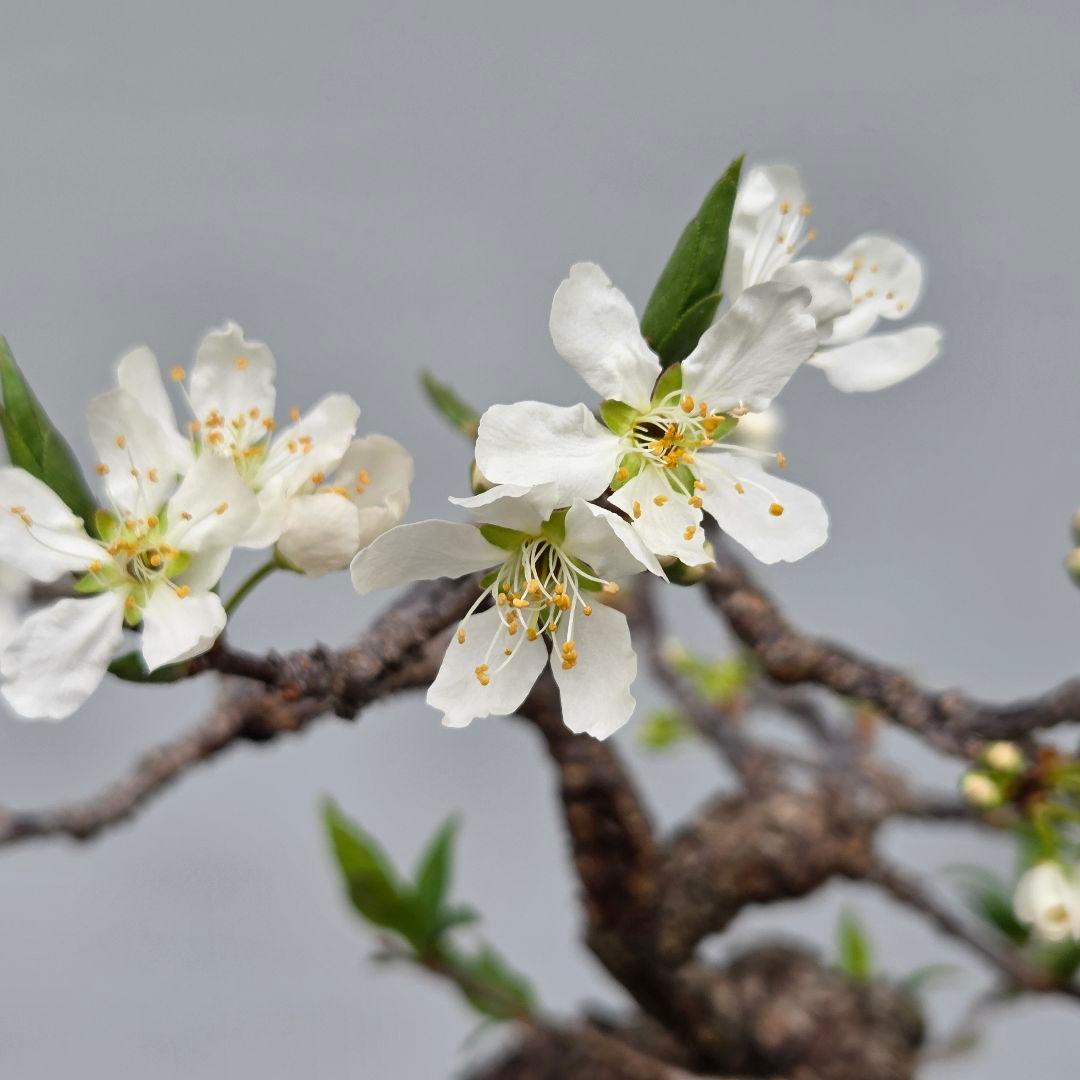 すもも　[模様木]　貴風盆栽