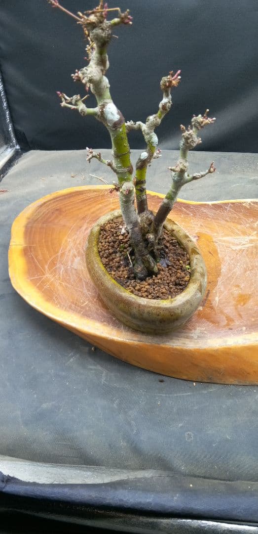 小品盆栽山紅葉