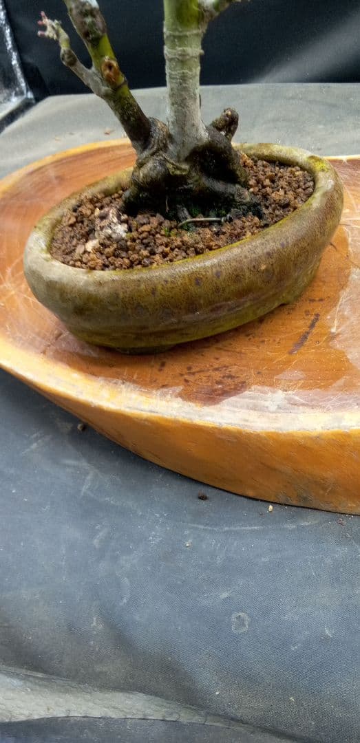 小品盆栽山紅葉