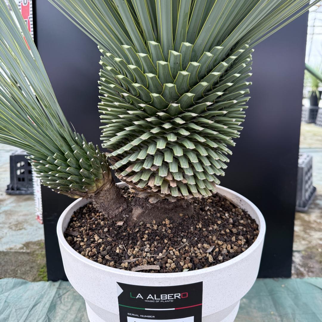 【AL-F1159】ユッカ　ロストラータ　超美形　ダブルヘッド