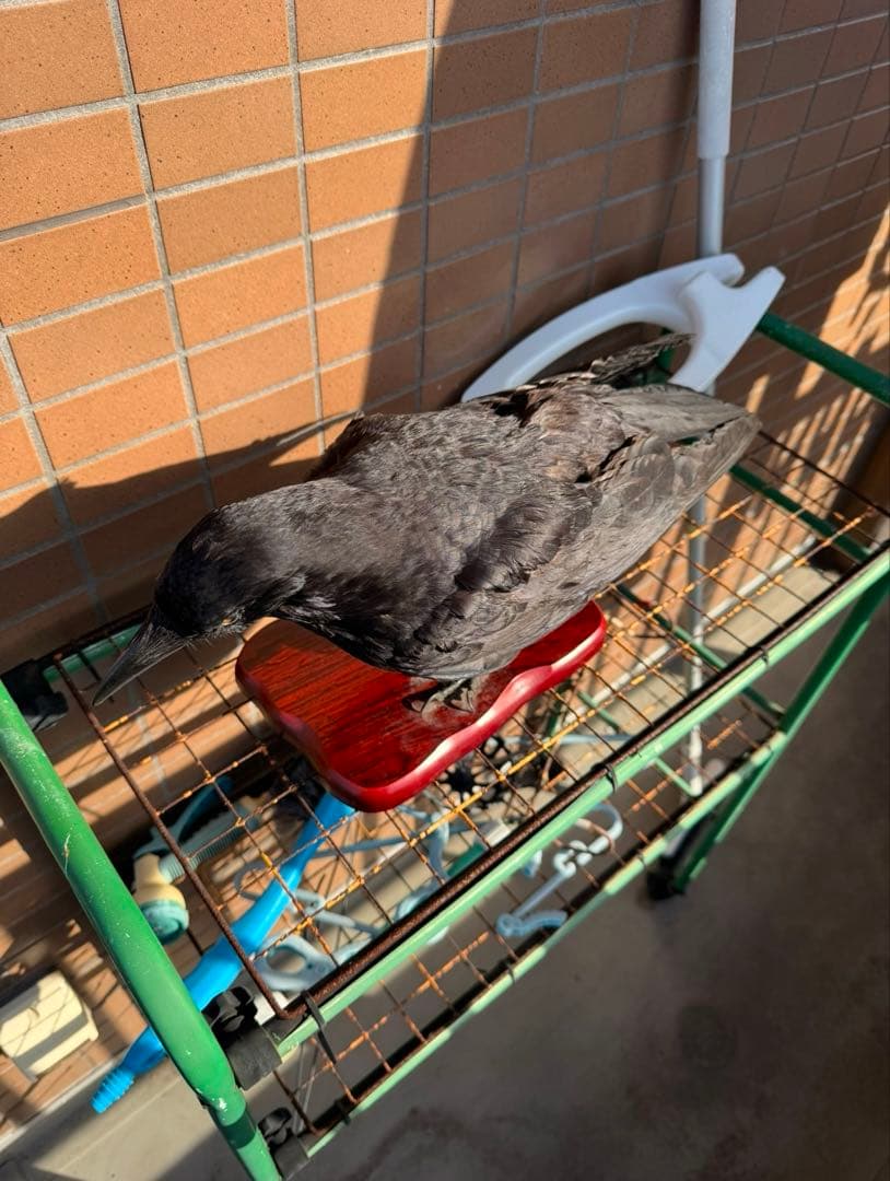 大熊氏作成品　烏の剥製　カラスの剥製