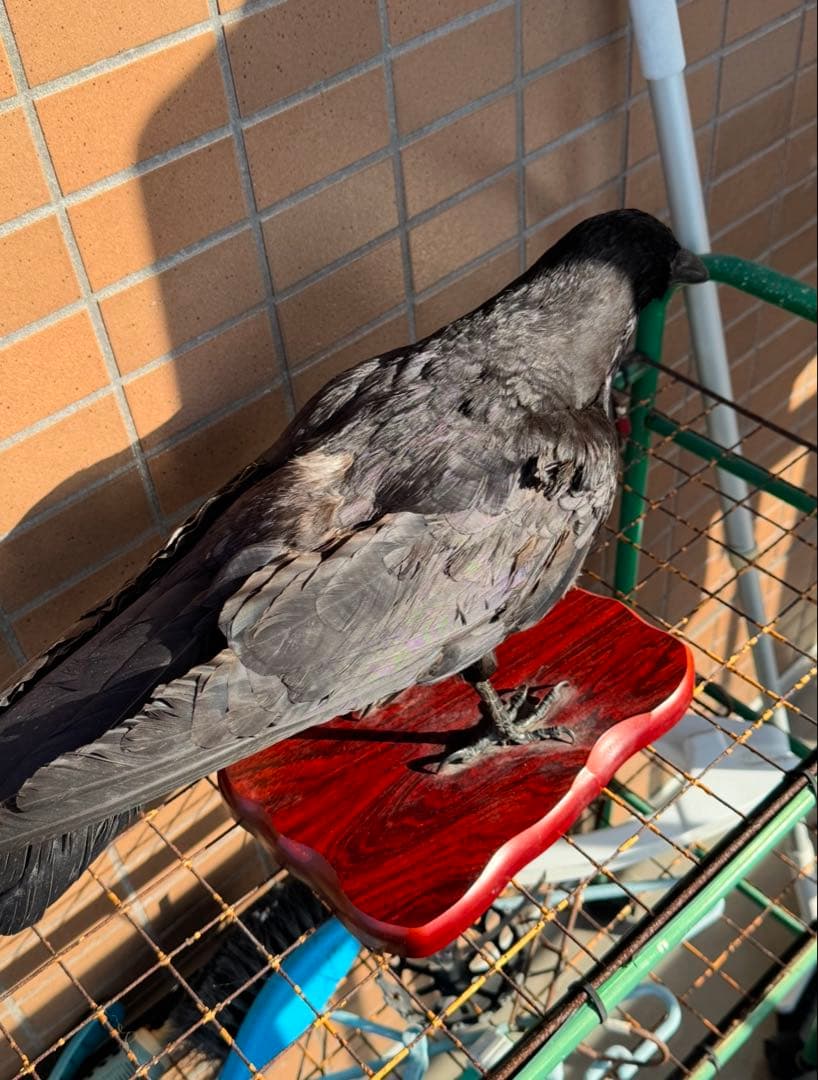 大熊氏作成品　烏の剥製　カラスの剥製
