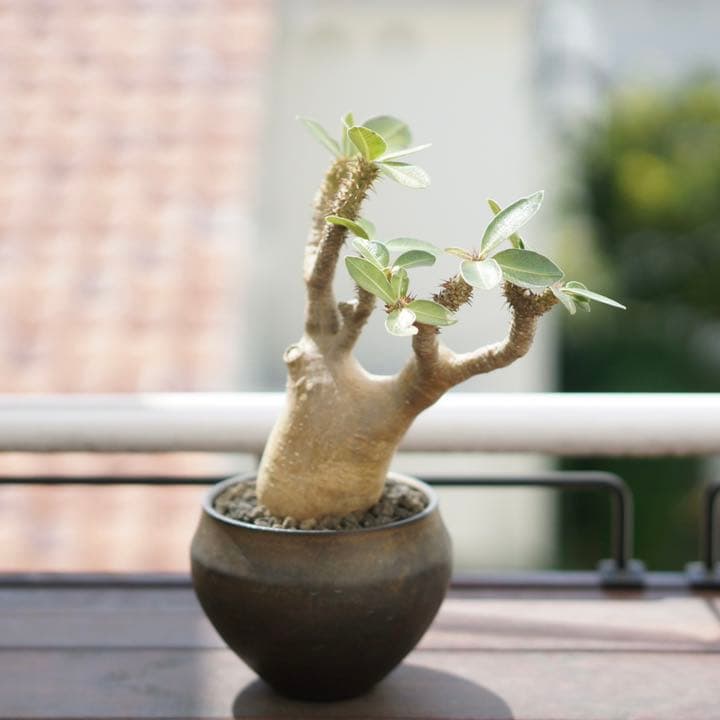 パキポディウムマカイエンセ　発根済　鉢ごと発送