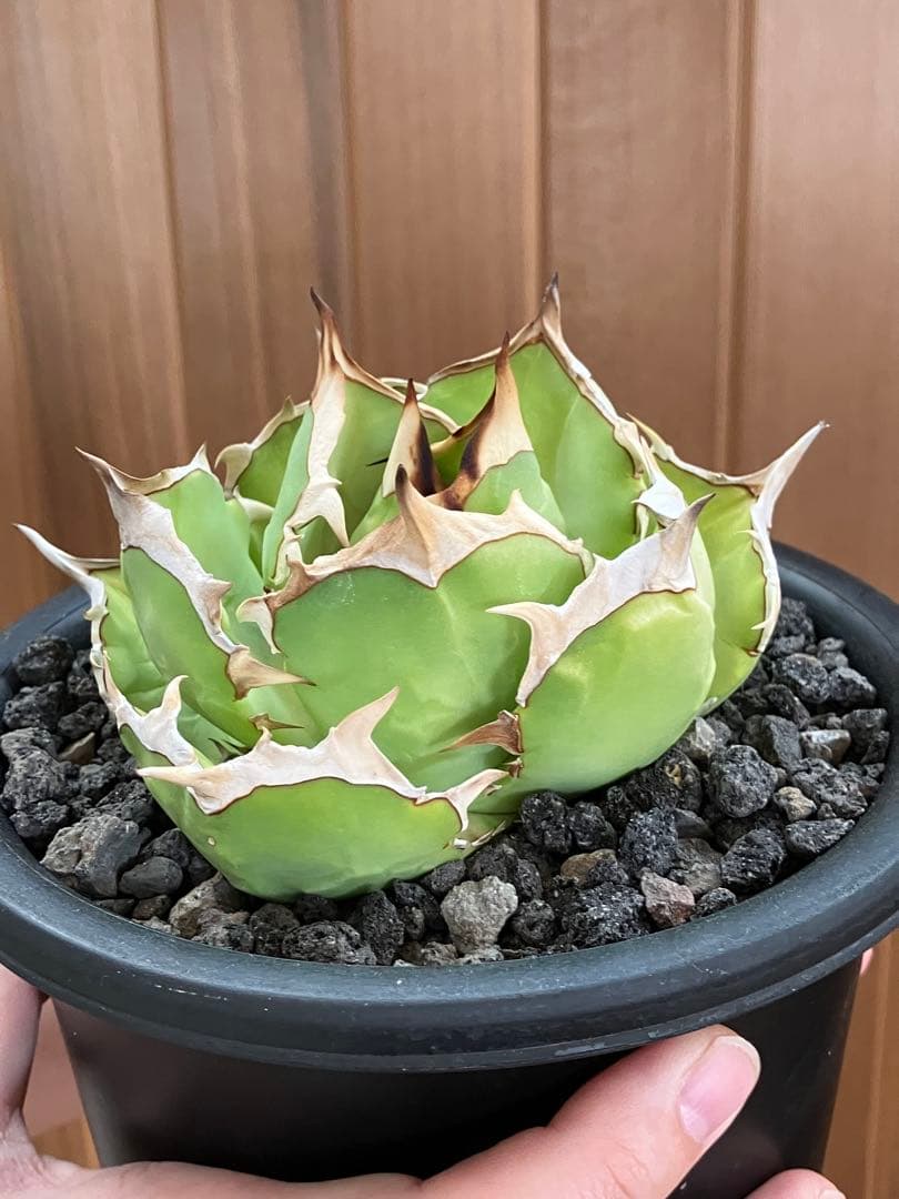 匿名配送【初売り】25 REZA産　特大　イラン　アガベ　Rose typeA