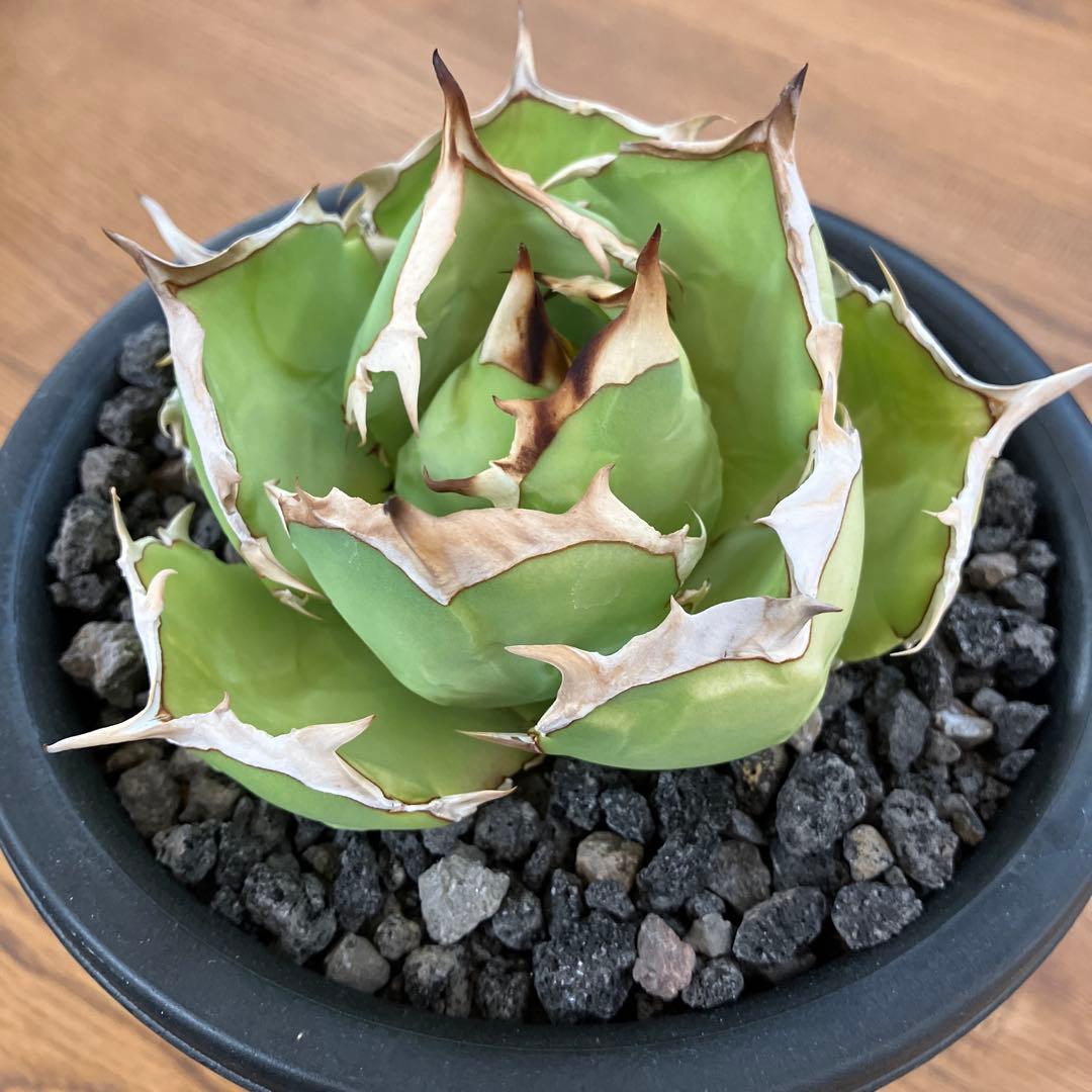匿名配送【初売り】25 REZA産　特大　イラン　アガベ　Rose typeA