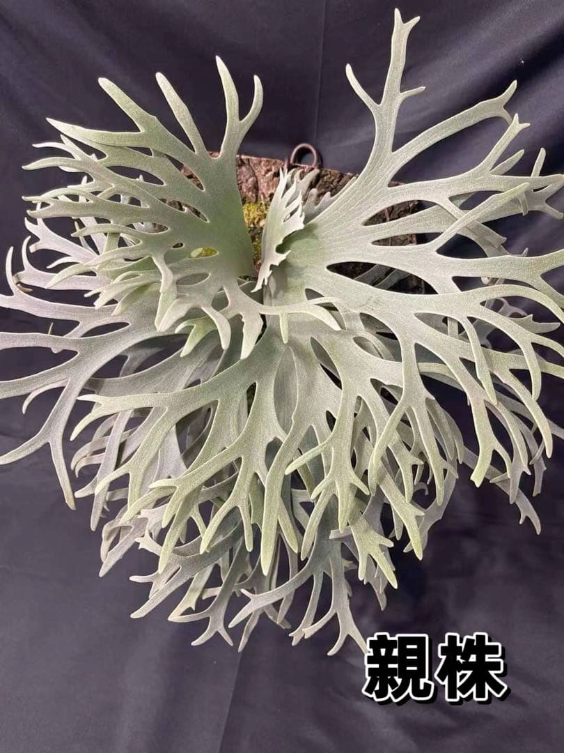 超極大サイズ　ビカクシダP.willinckii Jewel sporeling