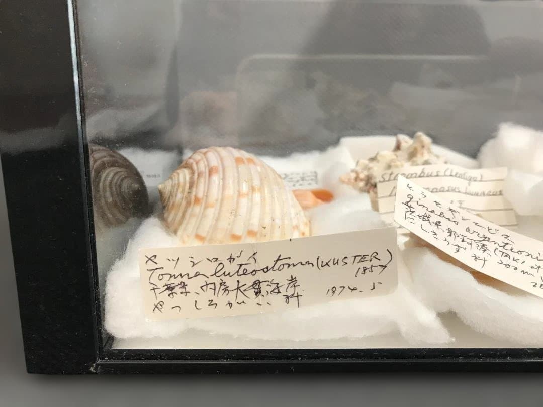 【博物館級・来歴明確】貝殻標本コレクション 6点／学名・採集地・採集年・水深記録