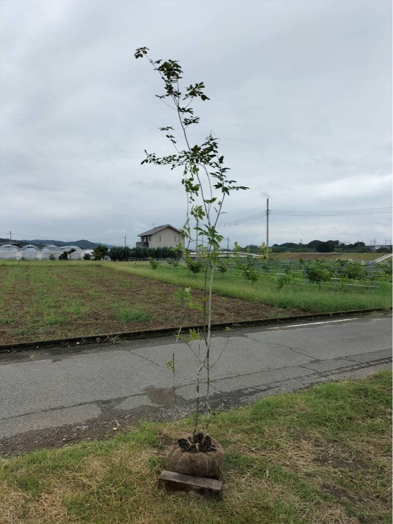山採り アオダモ 株立ち 3本立ち 自然樹形