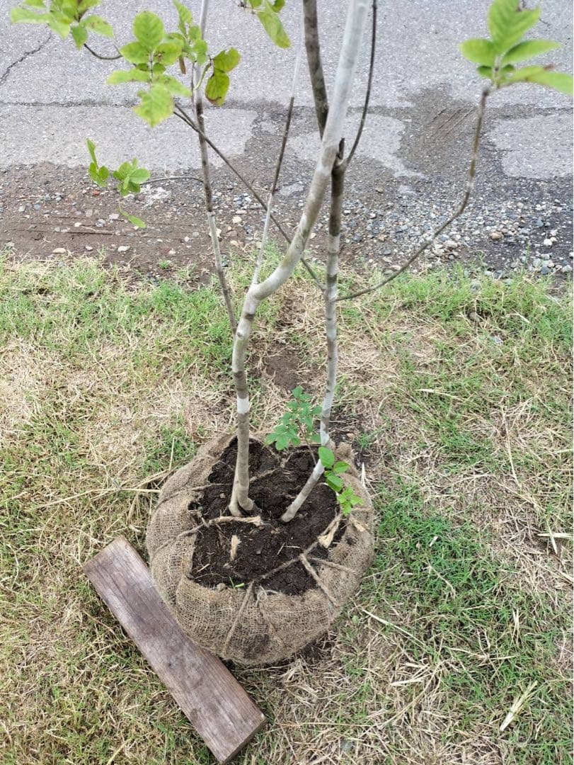 山採り アオダモ 株立ち 3本立ち 自然樹形
