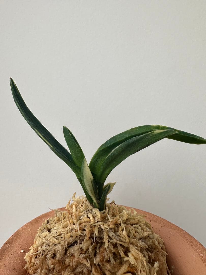 【 富貴蘭 】遊亀　268