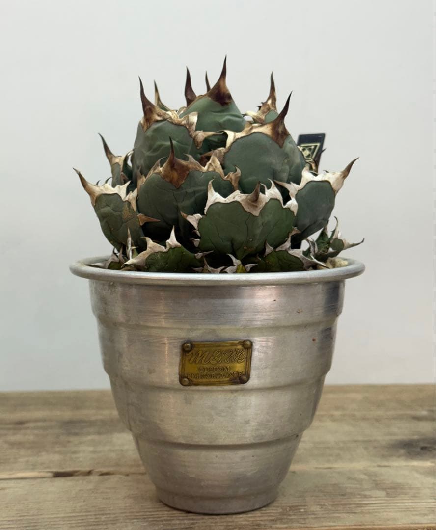 姫厳竜　【発根済】【m &m】【ボールタイプ】