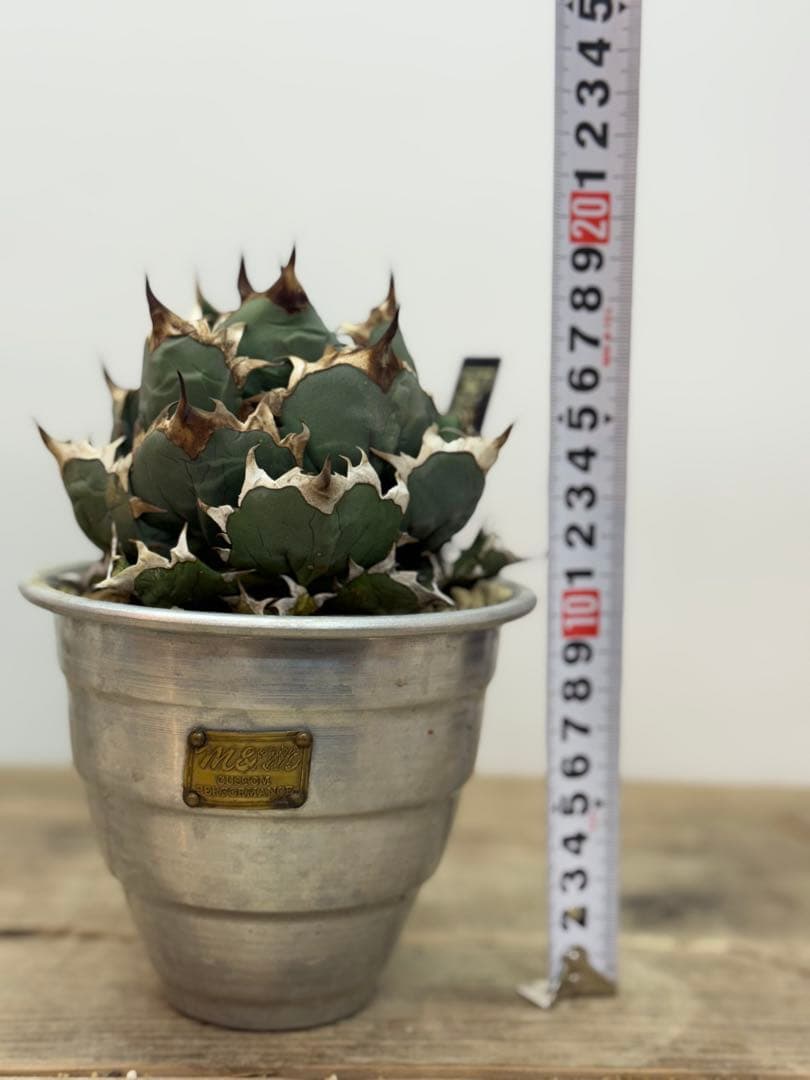 姫厳竜　【発根済】【m &m】【ボールタイプ】