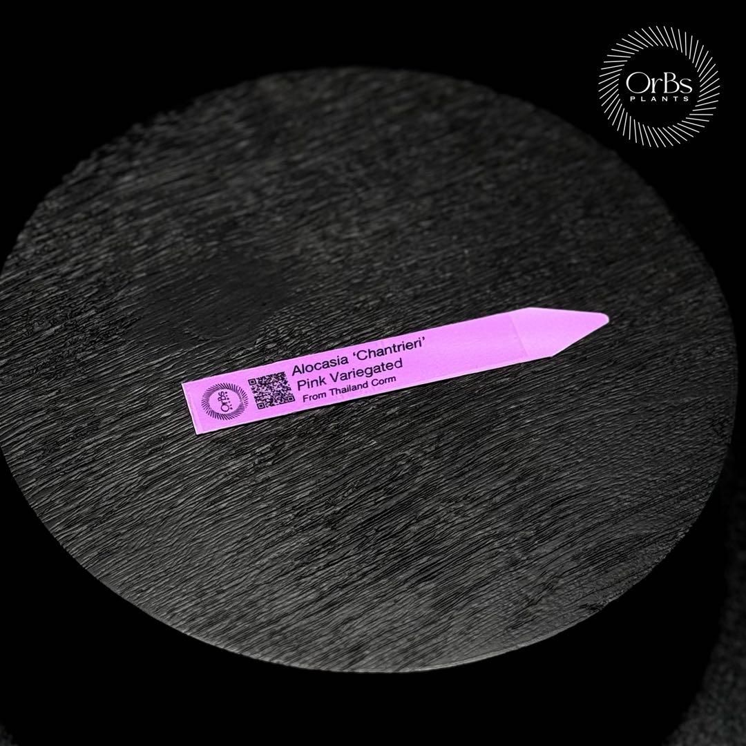【最終特価】アロカシア シャントリエリ ピンク斑入り 優良株 鉢のまま発送