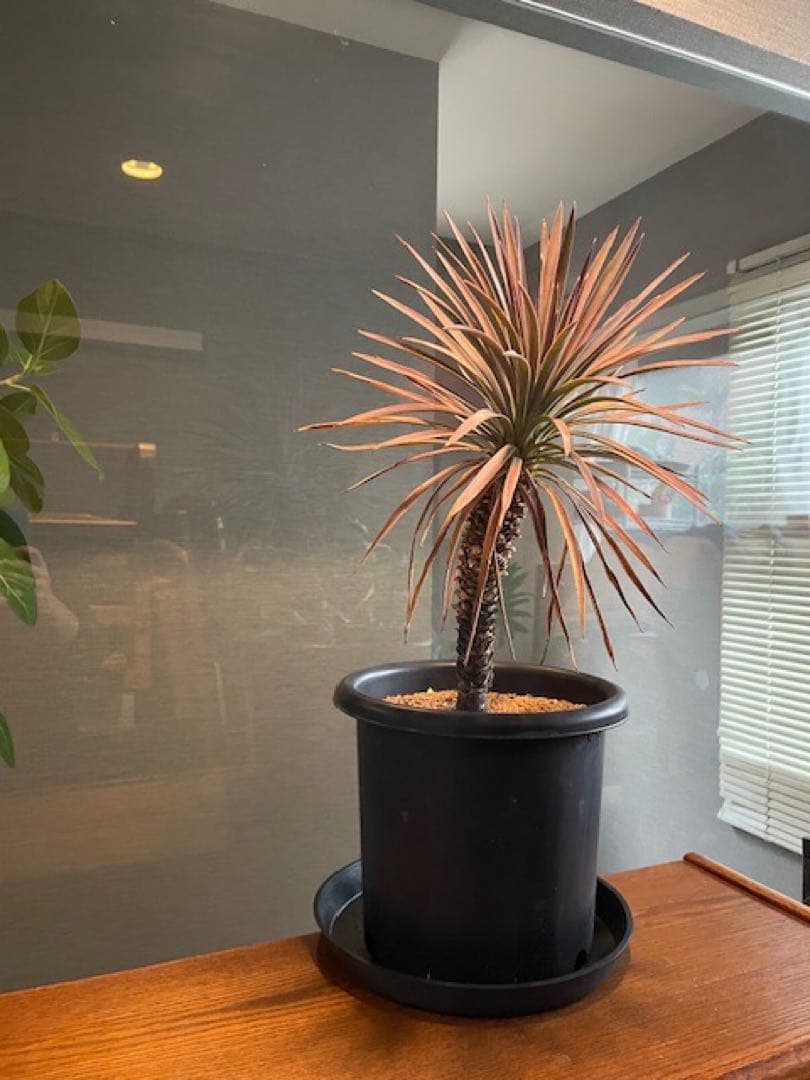 直接のお引取歓迎■ユッカ・デスメティアーナ/63cm■5年もの紅葉した葉