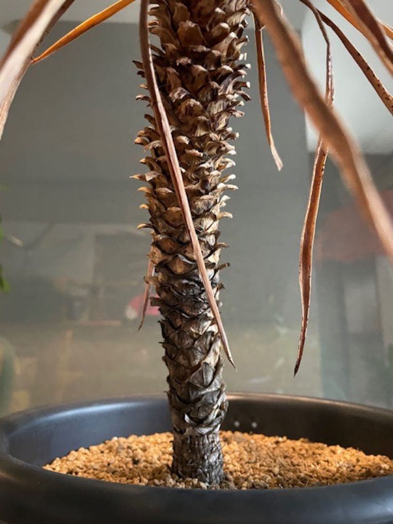 直接のお引取歓迎■ユッカ・デスメティアーナ/63cm■5年もの紅葉した葉