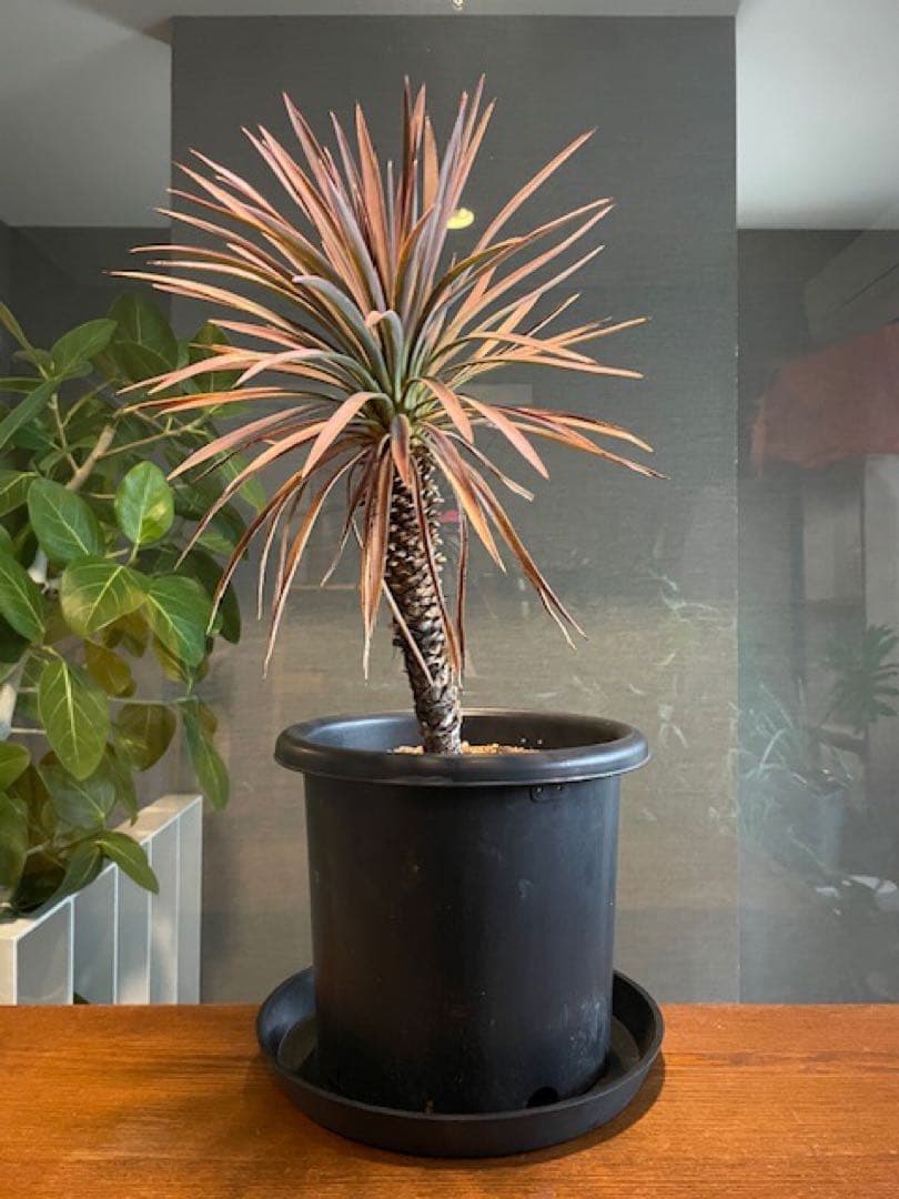 直接のお引取歓迎■ユッカ・デスメティアーナ/63cm■5年もの紅葉した葉