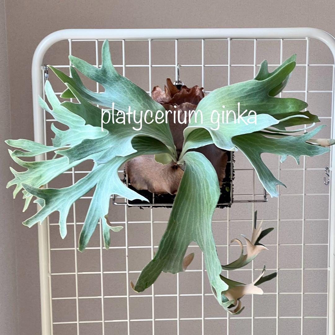 OC子株 platycerium ginka 銀華 pup ギンカ64ビカクシダ