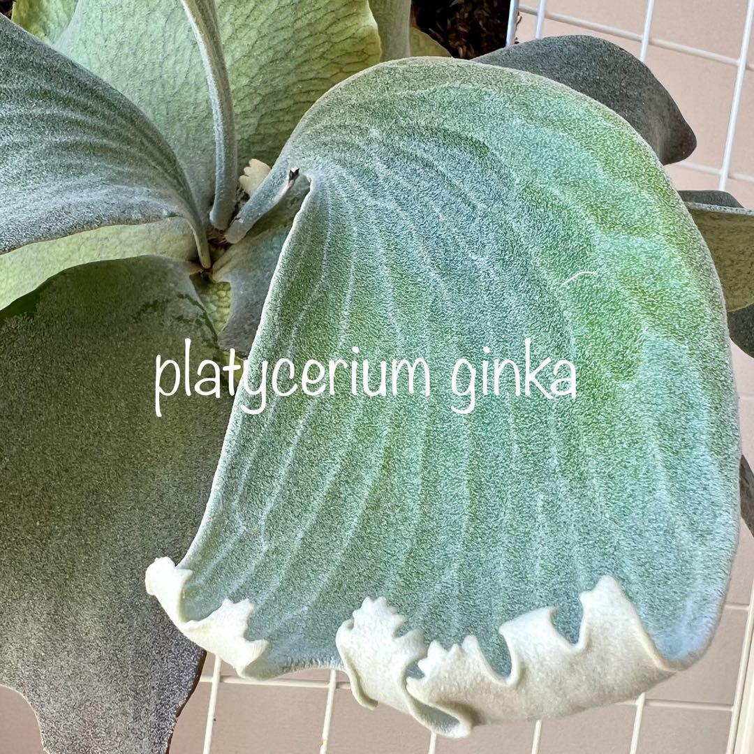 OC子株 platycerium ginka 銀華 pup ギンカ64ビカクシダ