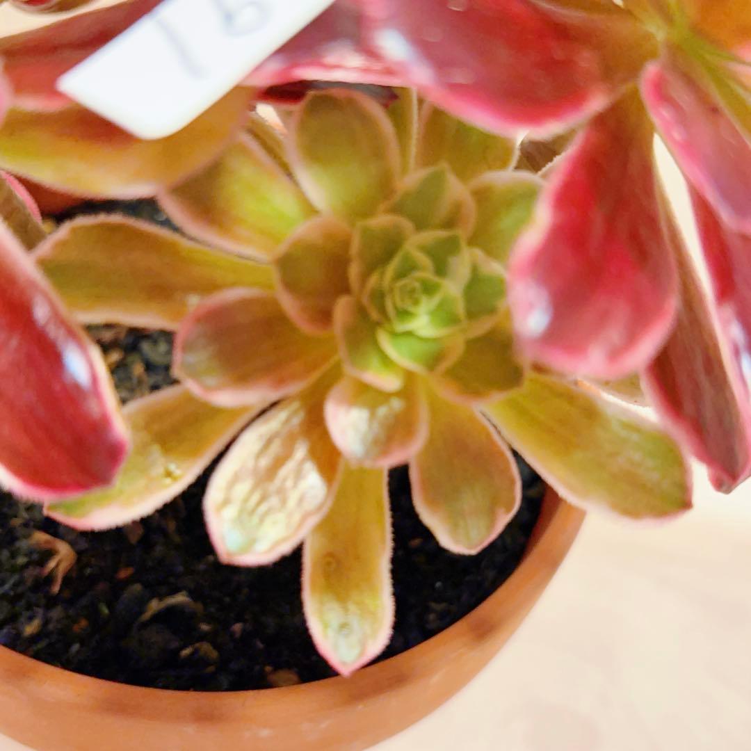 91#多肉植物アエオニウム錦❤️ 白ウエディングドレス ❤️6頭20cm拔き苗
