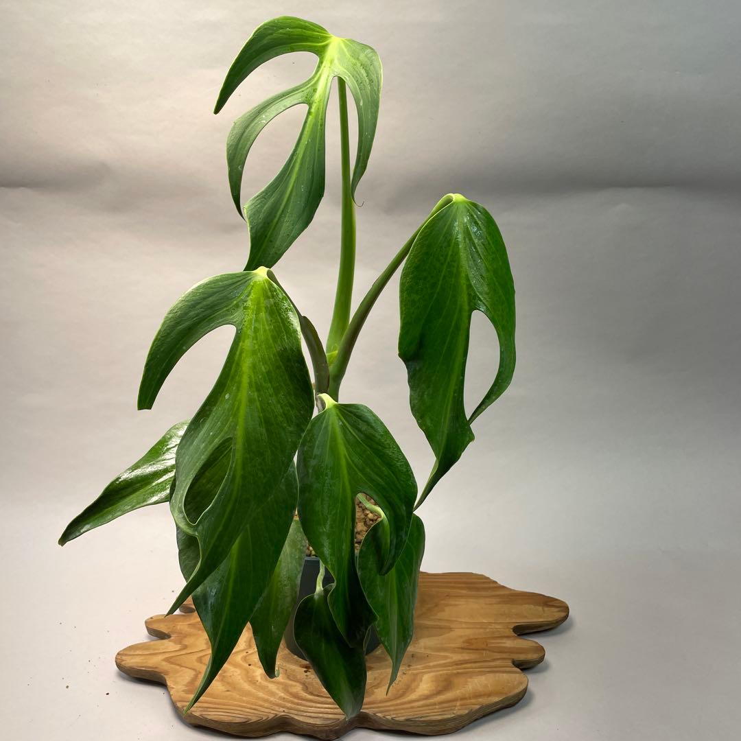 S*T様 L031モンステラ　デリシオーサ　 バールマルクスフレーム