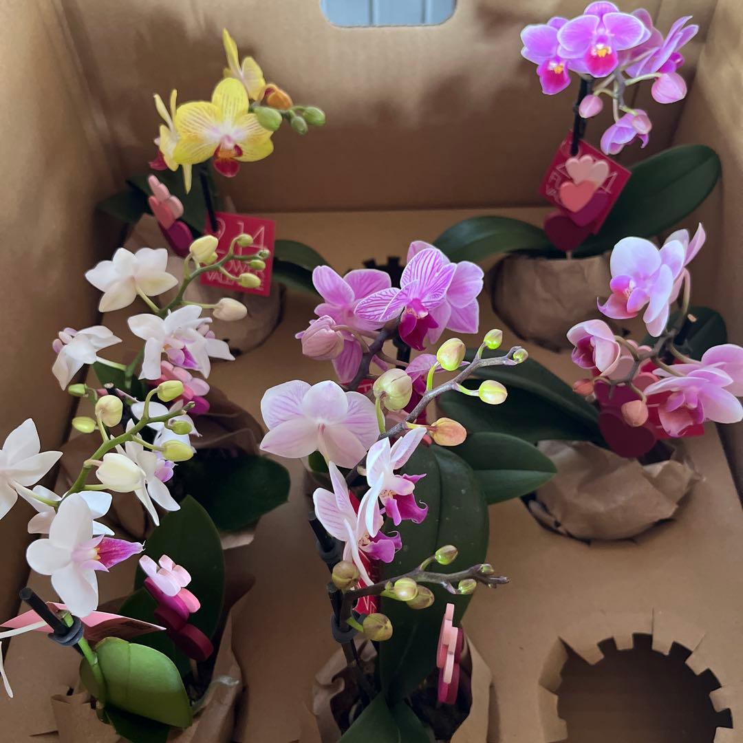 phal ミニ胡蝶蘭　8鉢セット