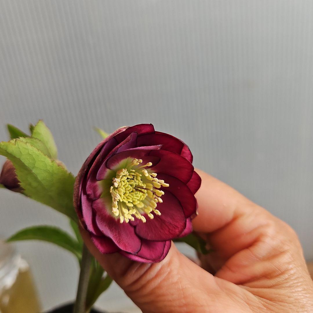 ㉖-270クリスマスローズ