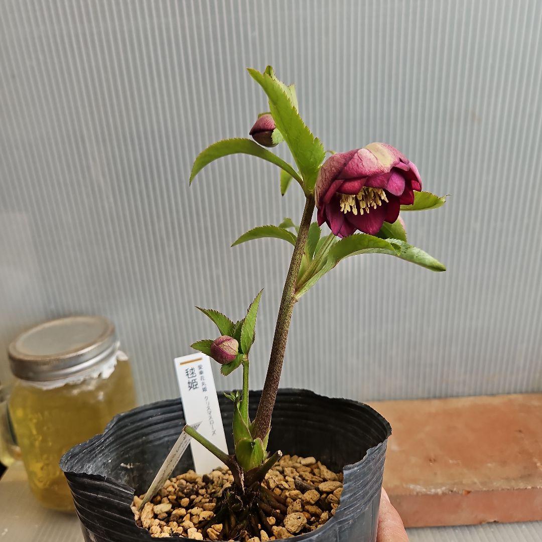 ㉖-270クリスマスローズ