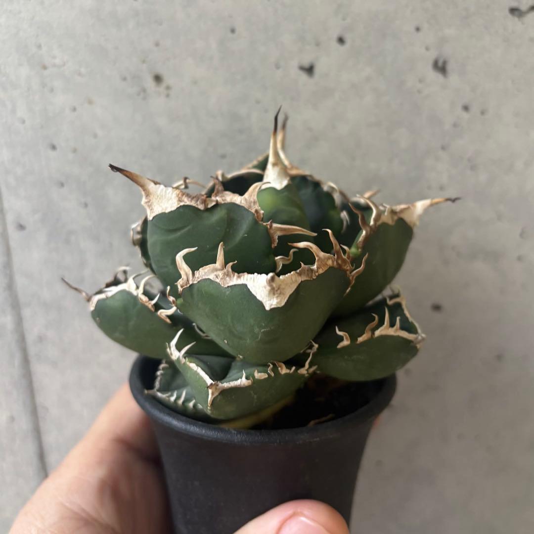 アガベ　チタノタ　NP003 小株