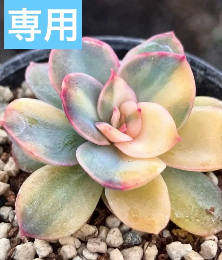 多肉植物　リヤド錦　抜き苗