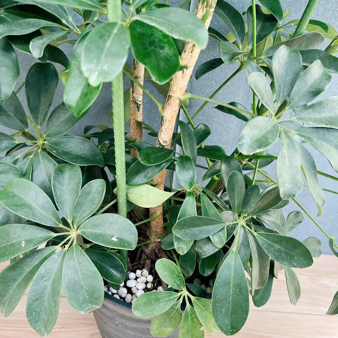 ［現品］G シェフレラ　ホンコンカポック　曲がり　7号　観葉植物　室内　大型