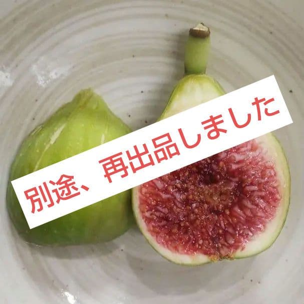 Green Greek（グリーングリーク）　収穫確認済み イチジク苗