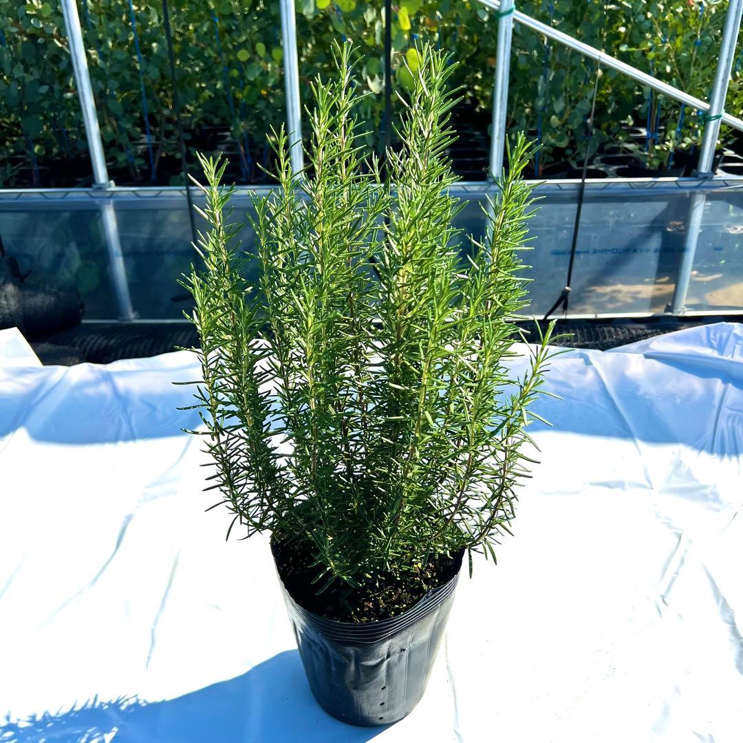 【toko❗️高さ60㎝前後‼️】ローズマリー　マリンブルー　2本セット