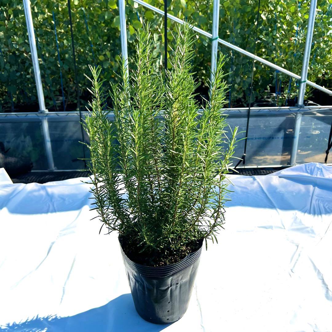 【toko❗️高さ60㎝前後‼️】ローズマリー　マリンブルー　2本セット