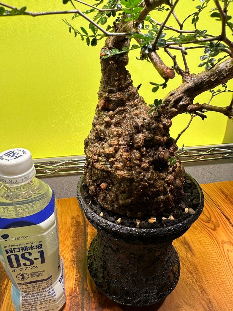 オペルクリカリアパキプス 現地球　発根済　良型　カタチ製作所