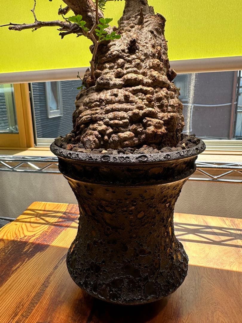 オペルクリカリアパキプス 現地球　発根済　良型　カタチ製作所