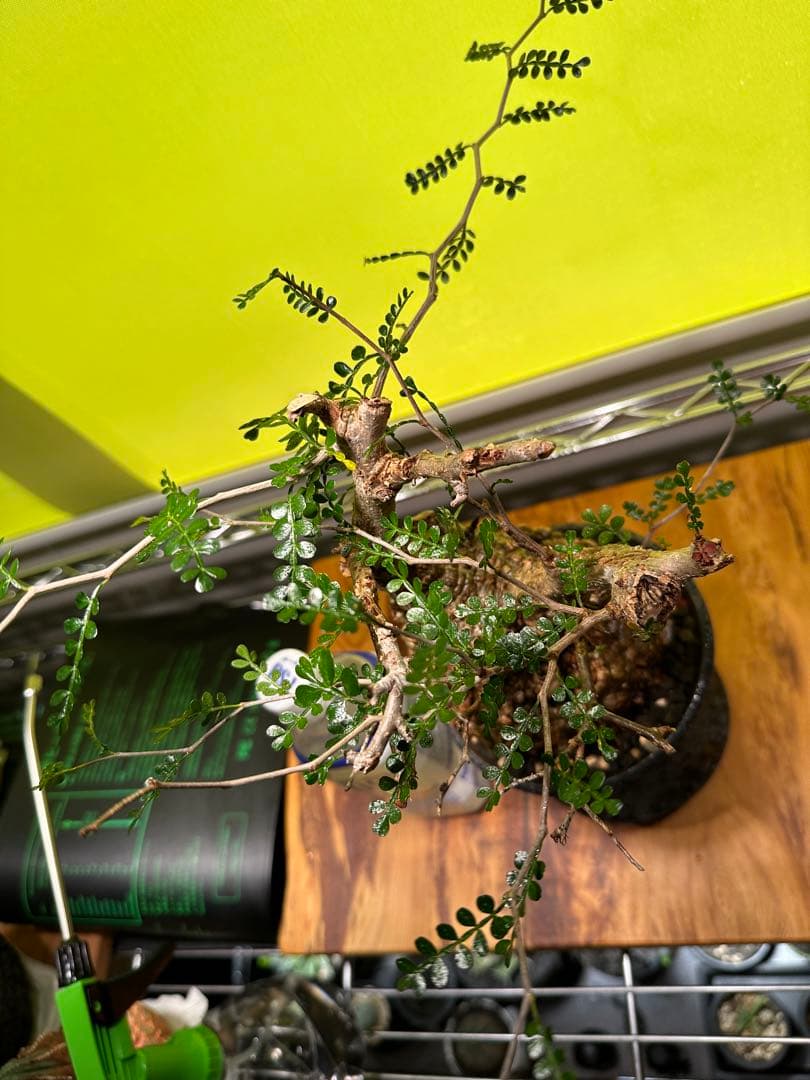 オペルクリカリアパキプス 現地球　発根済　良型　カタチ製作所