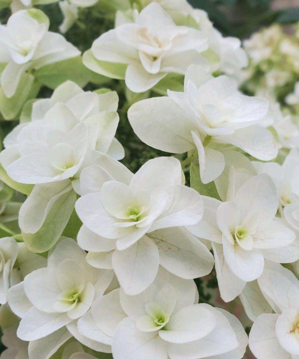 カシワバアジサイ　苗　☆　カシワバ紫陽花　柏葉紫陽花　(2021年分)