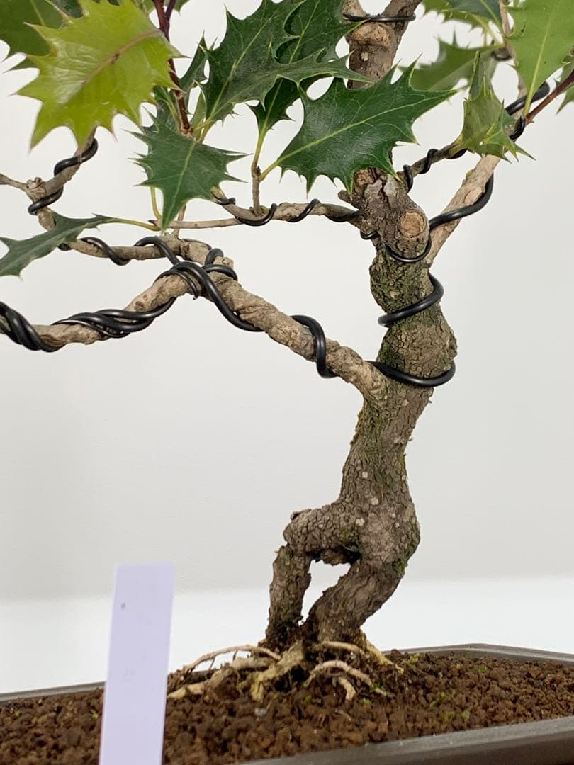 希少樹種　風情ある古木の根上がり柊（ヒイラギ）（検索/真柏赤松捻転懸崖盆栽）
