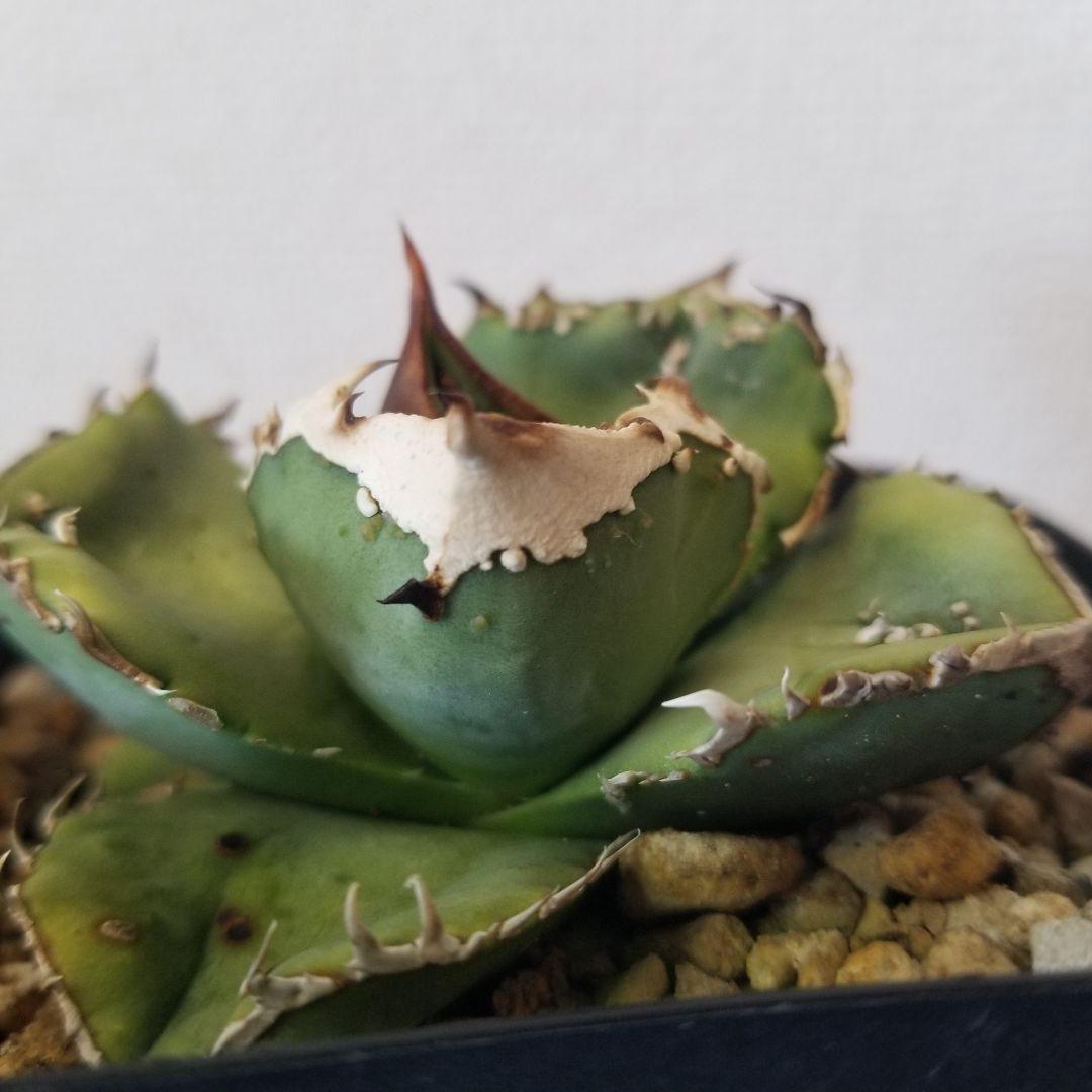 アガベ　ブツブツ　鰐亀　UFO