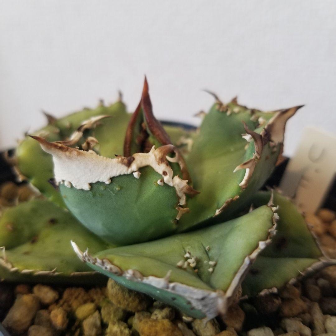 アガベ　ブツブツ　鰐亀　UFO