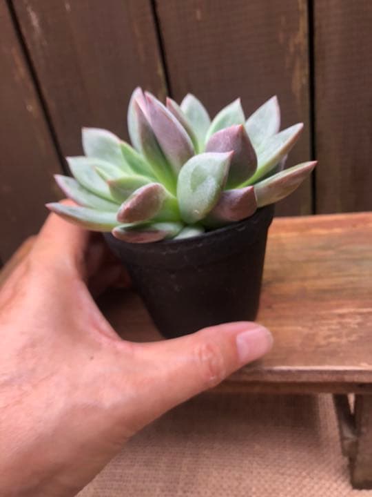 専用ページです(^○^)
