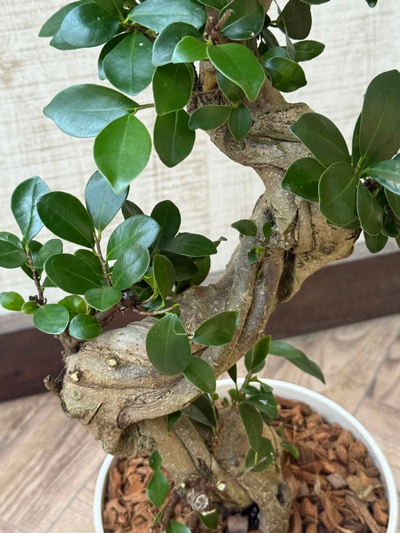 ☆ ガジュマル 太幹ねじり♪ 78cm 7号Pot♪