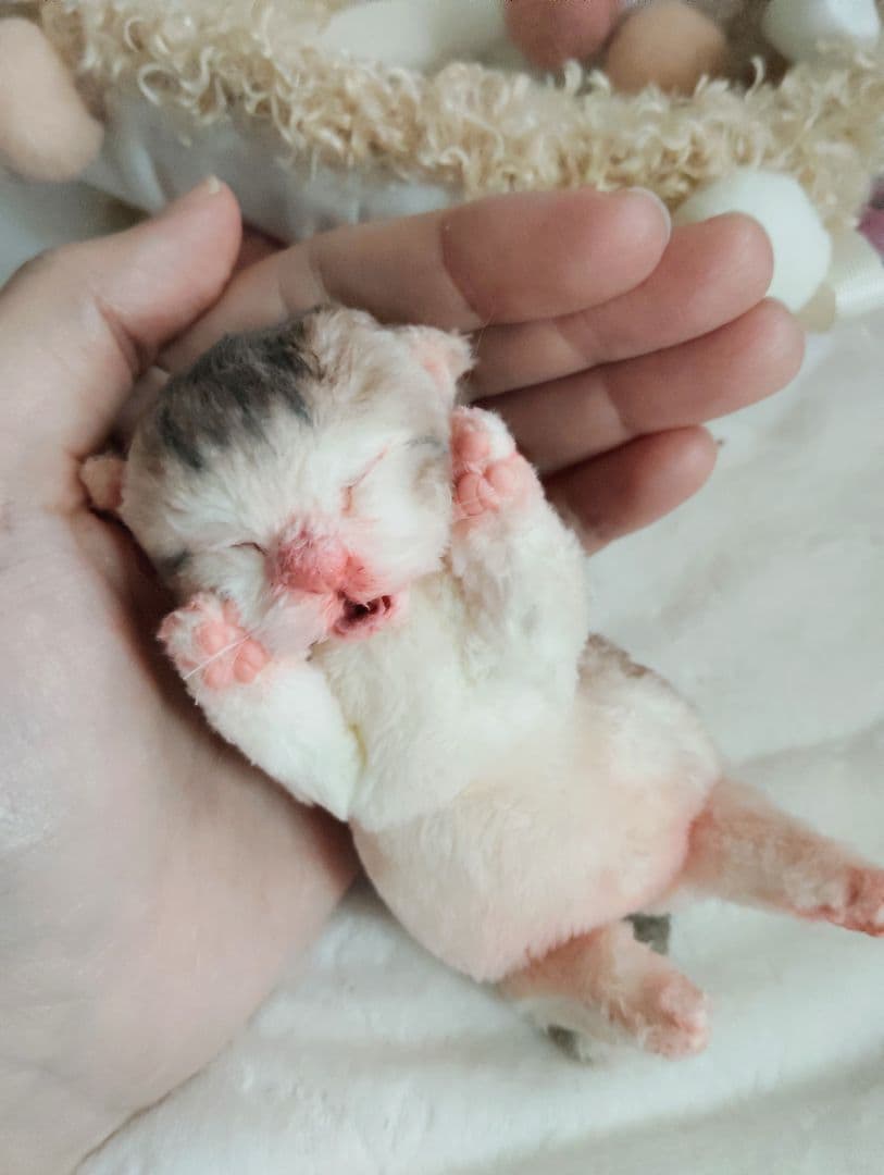 お世話してね❤生後１日子猫ちゃん♡バスケットとクマたん♡アートドール♡ぬいぐるみ