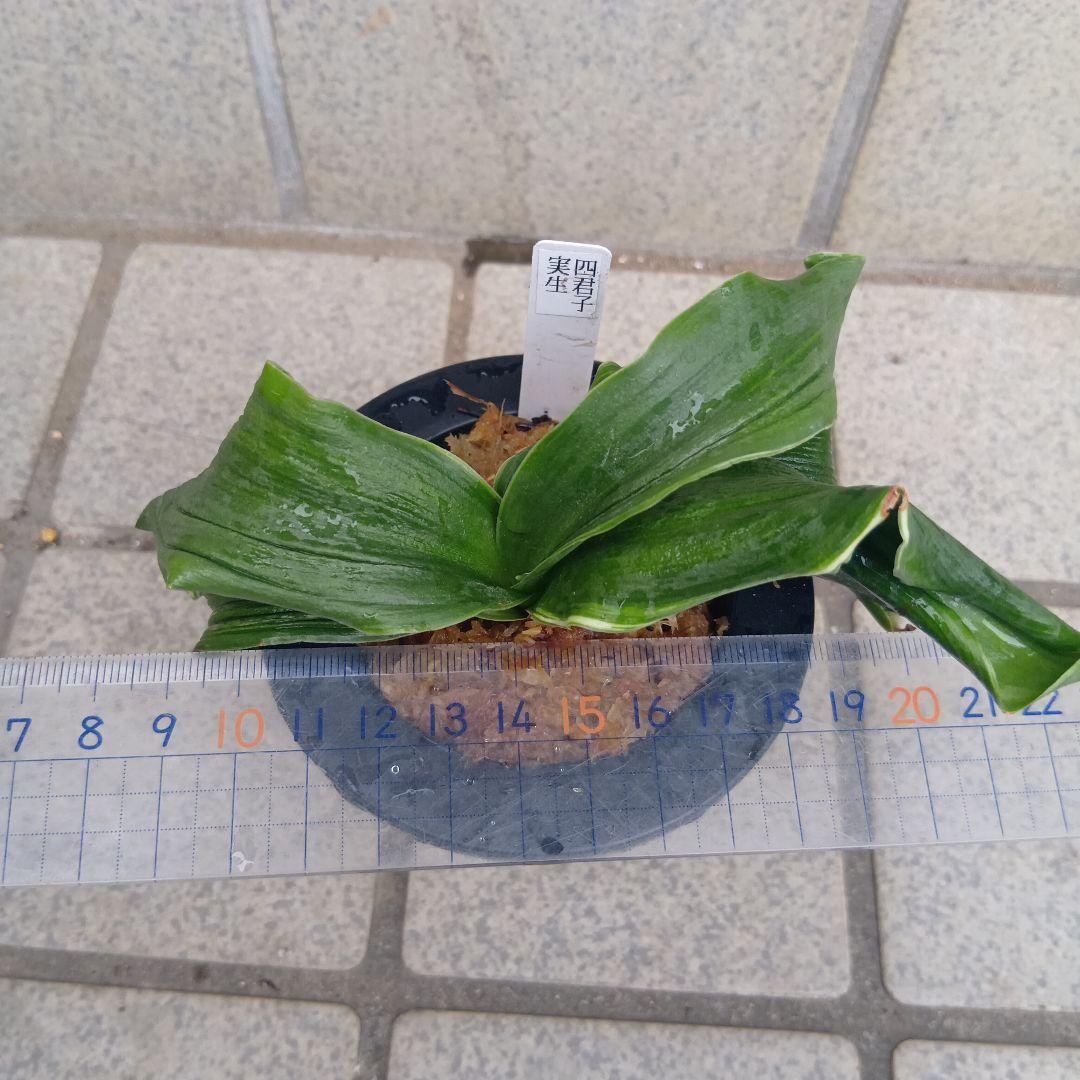 a*e様 万年青　おもと　四君子の実生